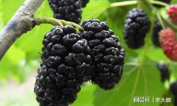 桑葚用來(lái)泡酒最好了，比葡萄酒好百倍，早晚